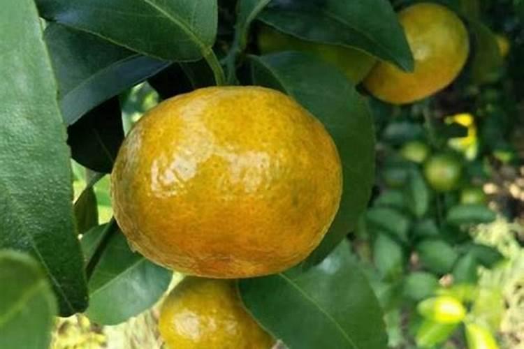 磷肥可以兑水浇花吗 磷肥对花卉的作用是什么