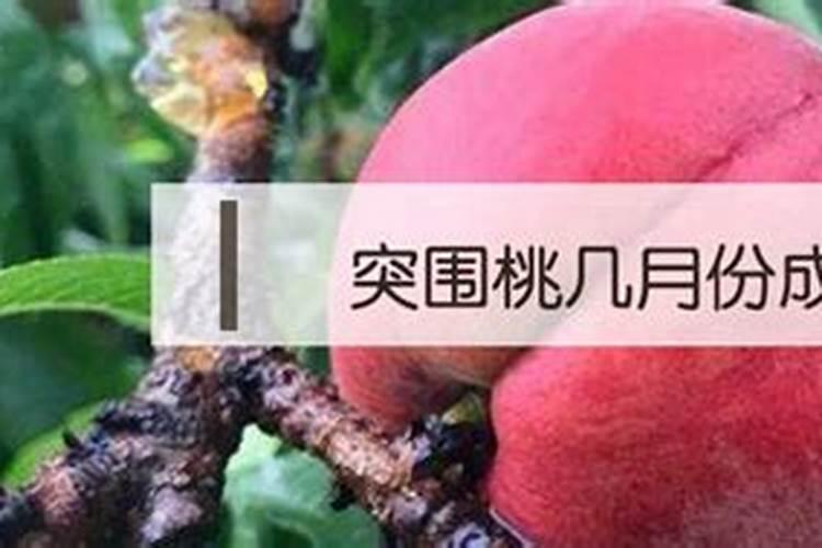 春季突围桃的春季管理的方法是什么？