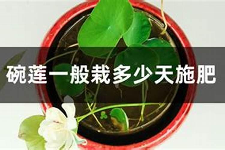 碗莲需要什么肥料最好