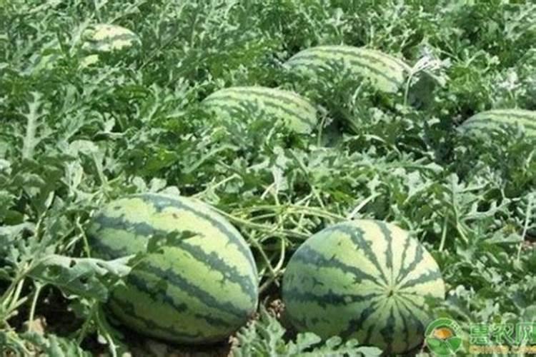 樱桃树什么季节施肥最好？？？施什么肥料？？