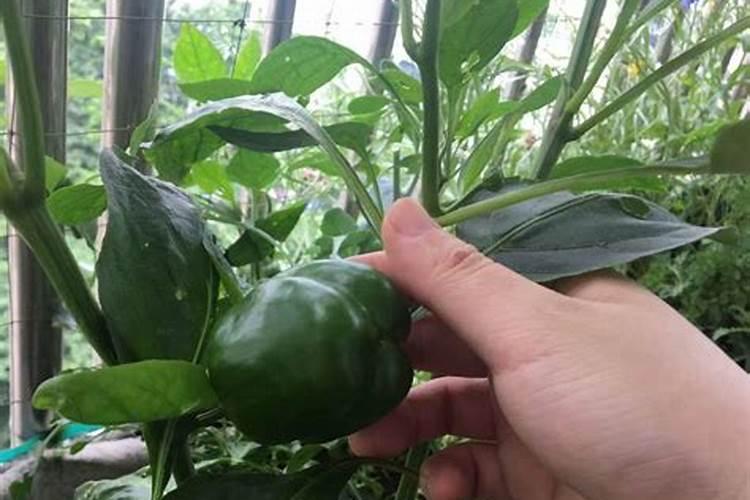 甜椒种植叶面肥很关键,甜椒种植叶面肥该怎么施肥？