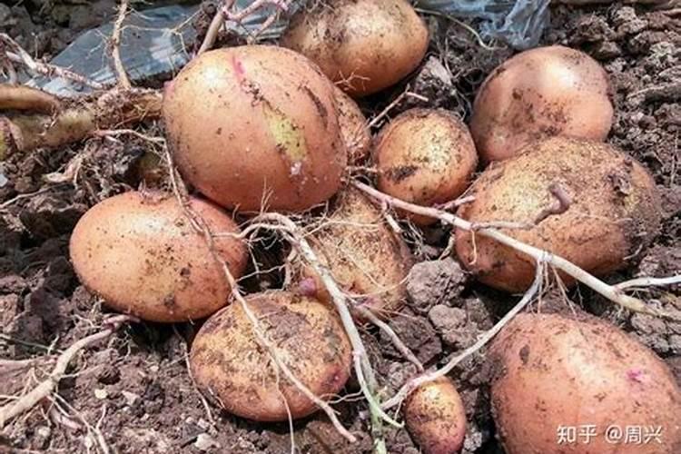 想要土豆高产该如何施肥 使用什么肥料好