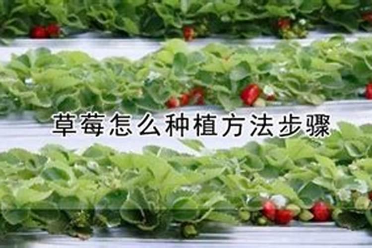 什么叫侧深施肥？主要技术要点有哪些？