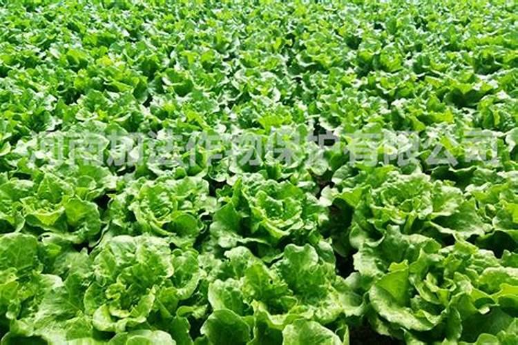 阳台怎么种生菜 如何种植生菜
