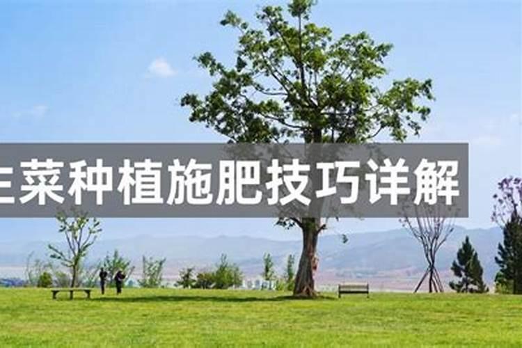 生菜施什么肥最好