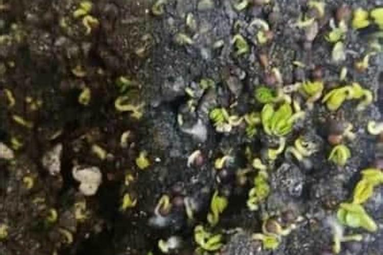 油菜施硼肥要注意什么