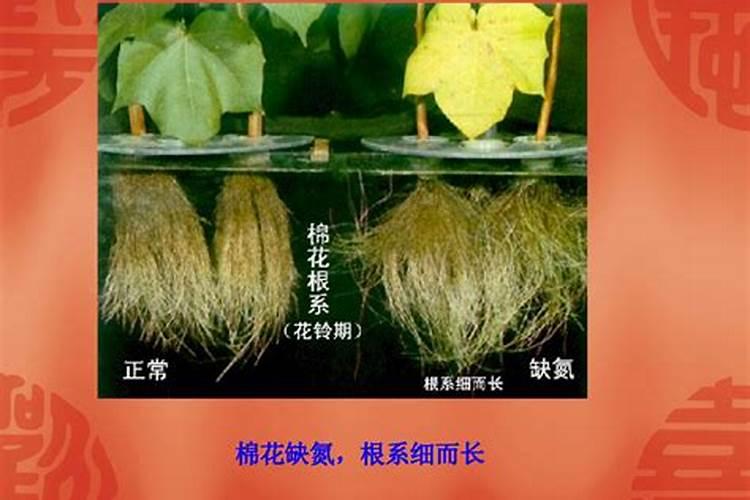 棉花后期喷什么叶面肥,棉花后期发黄怎么办