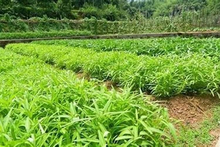 中国十大名牌复合肥有哪些？