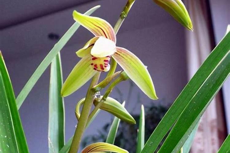 如何给兰花施尿素使其叶子更绿？