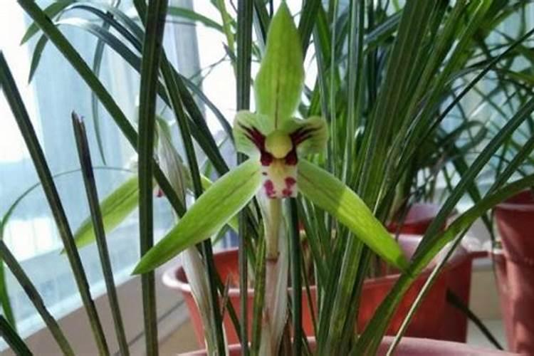 怎么给兰花施肥