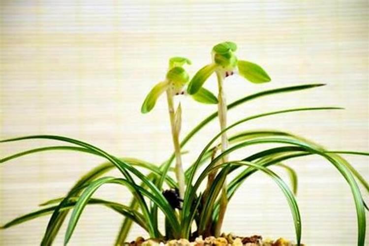 复合肥一盆兰花放几粒,兰花专用肥哪个品牌好