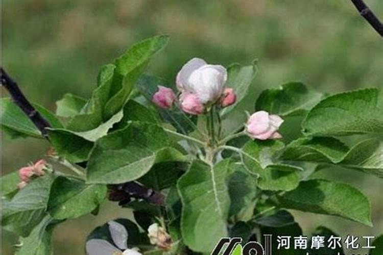 高磷水溶肥什么时候用