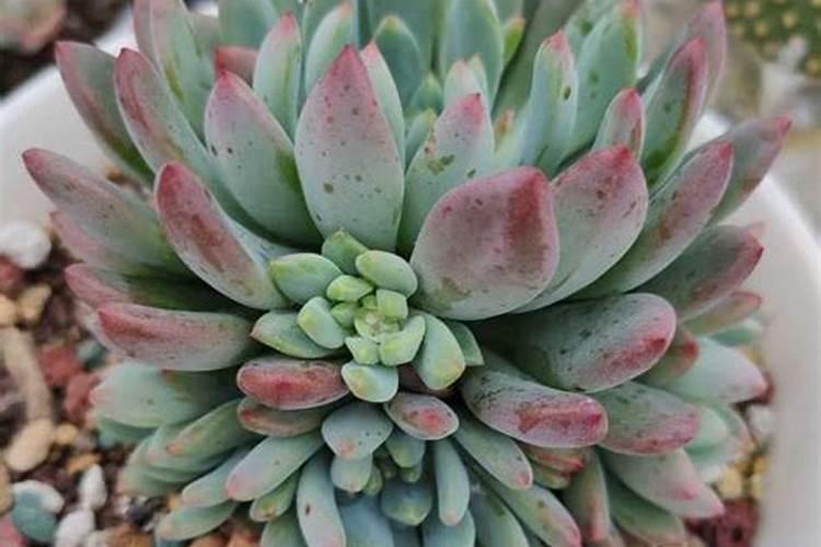 多肉浇什么肥水最好