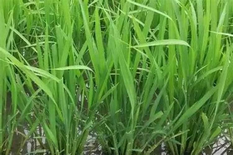 水溶肥硅肥用多少克