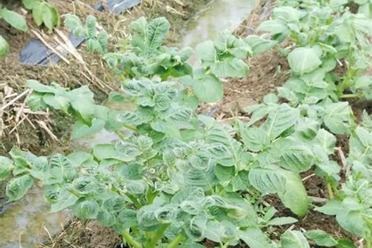 2021年三宁肥料种小麦用多少钱一吨？百度问一问