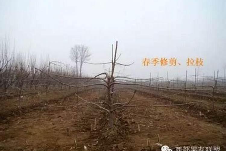 亚磷酸钾能不能芸苔素混用