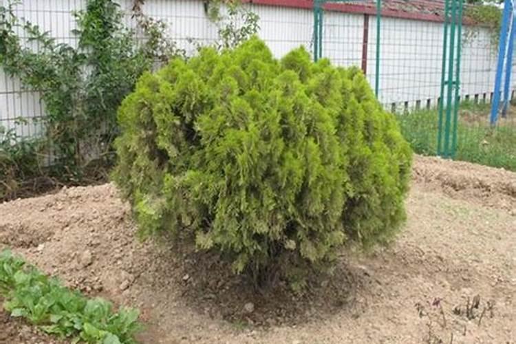 能让红薯高产的施肥方法