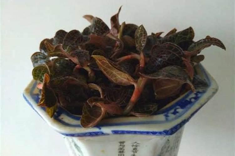 香瓜摘心整枝图解