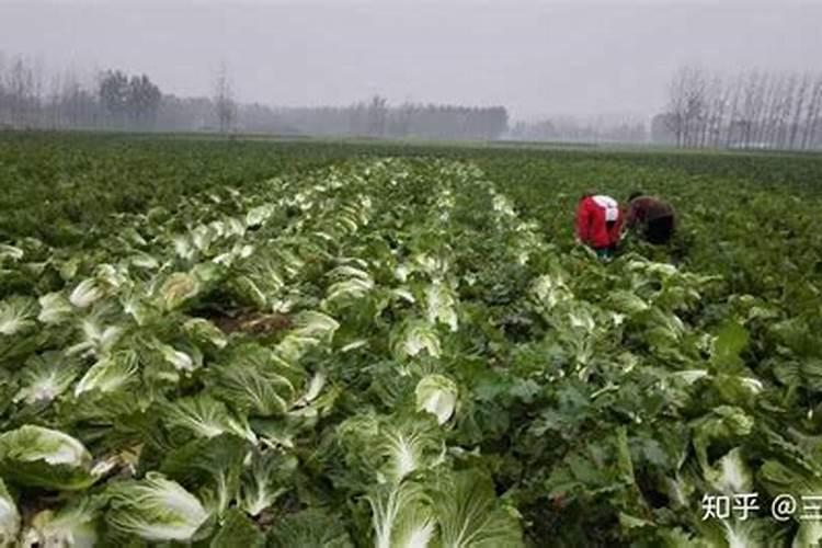 油茶树保花保果药什么时候打？