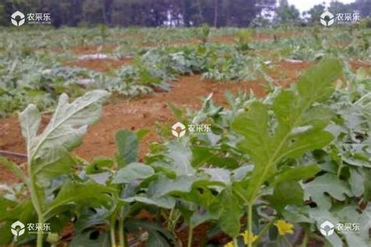 含腐植酸水溶肥料裸根能用吗