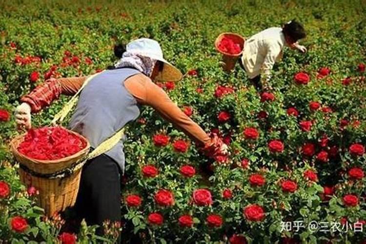 玫瑰浇什么肥料合适