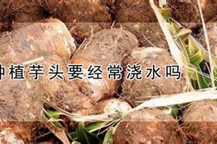 芋头施什么肥料好吃？