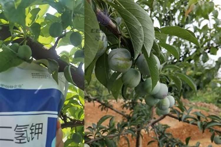 如何对园林植物进行合理施肥 怎样对园林植物进行合理施肥
