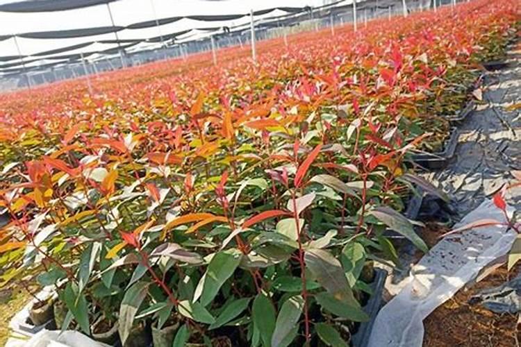 春季怎样给花卉施肥？