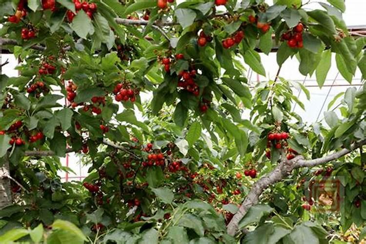 兰花营养土可以种茉莉花吗