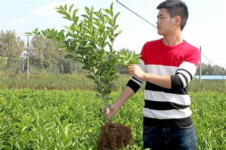 桔子树用什么肥料最好 怎么施肥效果好