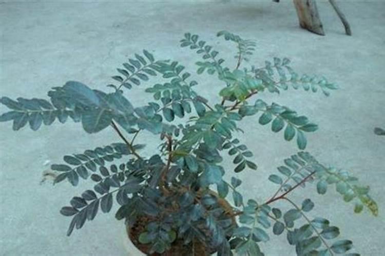 花生辣椒油的做法