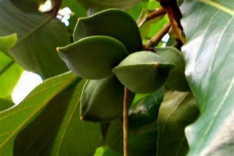 怎样种植黄瓜操作技术步骤