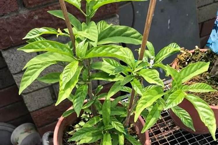 茉莉花用什么植料可以花开不断
