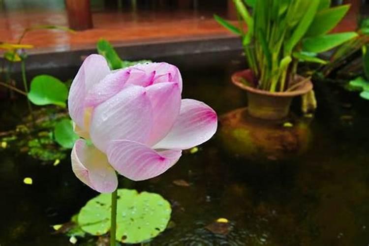 果树促花用什么叶面肥好？