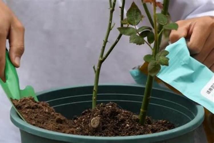 月季施肥可以浇水么