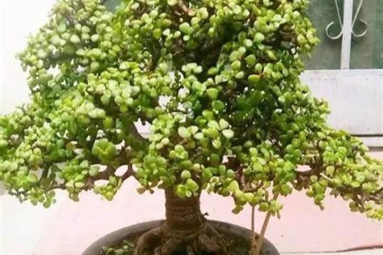 多肉施什么肥最好 适合用什么肥料