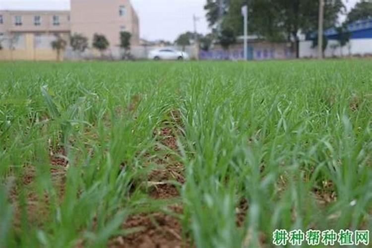 什么是硝酸铵？
