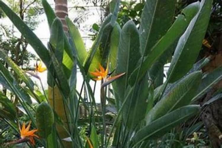 释迦种植方法和注意事项