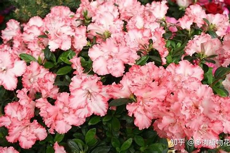 给花施肥用什么肥料