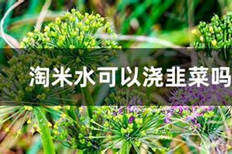 葵花追肥用什么肥好
