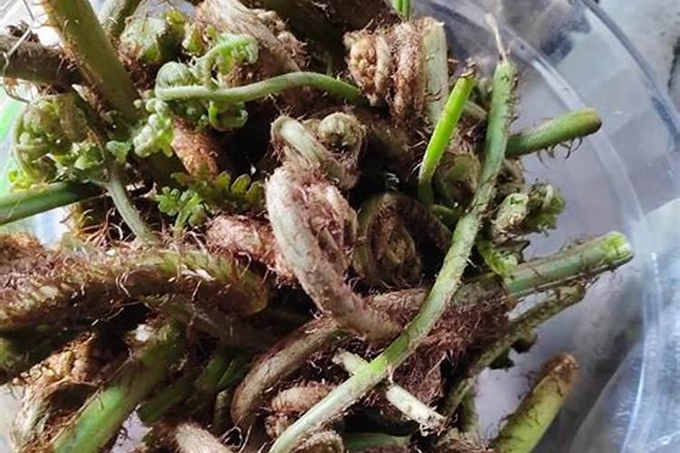 蕨菜怎么冷冻保存