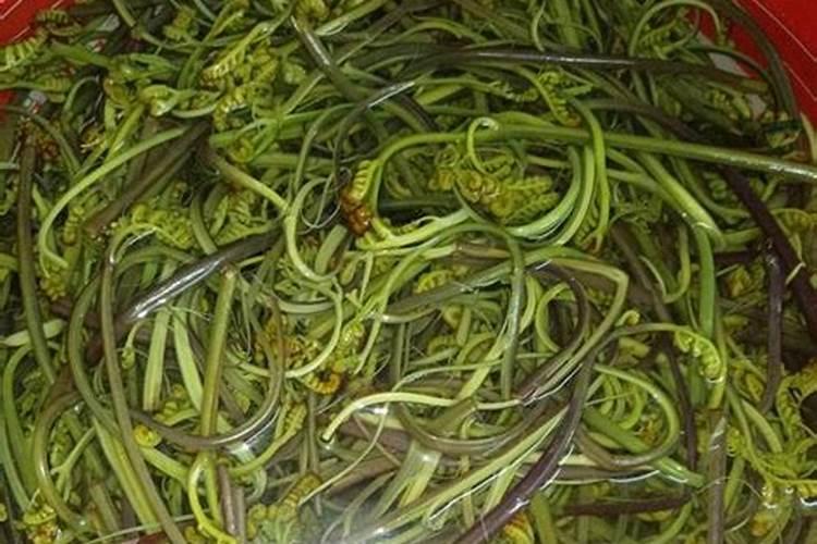 蕨菜怎么保存一年不烂