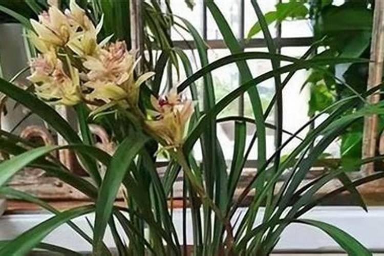 建兰什么季节施肥