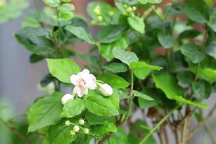茉莉花施什么肥最好 适合用什么肥料