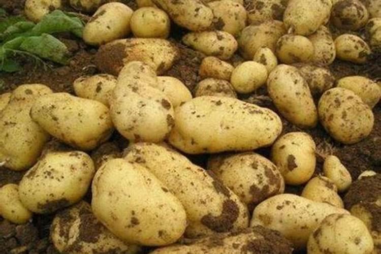 种植土豆用什么肥料好 种植土豆用的肥料