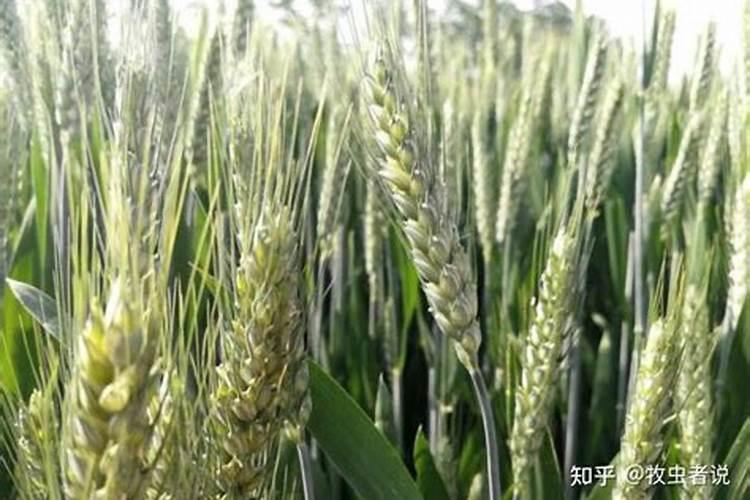 农用硼砂使用方法,钙镁硼锌肥怎样使用