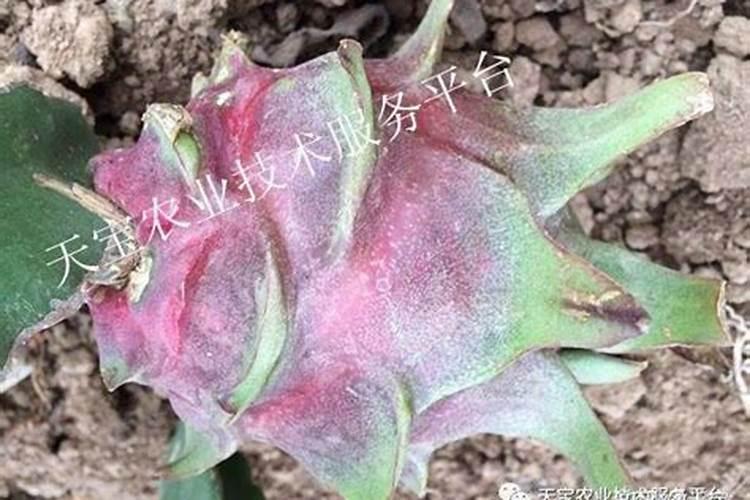 苄氨赤霉酸能不能用在西葫芦上拉直伸长