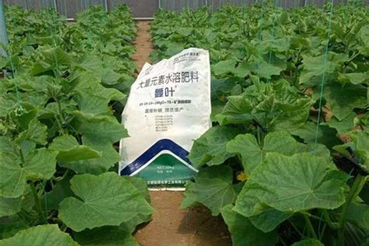 栽黄瓜用什么底肥