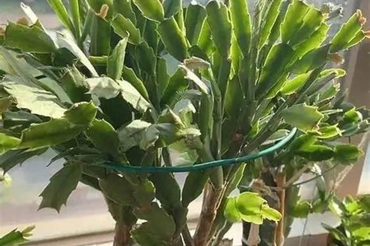 夏季怎么养蟹爪兰蹭蹭冒新芽