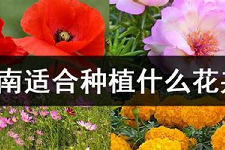 腰果的幼树该如何施肥？